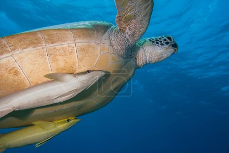 Photo for Portrait of a green turtle (Chelonia mydas) in the blue accompanied by two remoras - Royalty Free Image