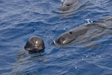 Foto de Grupo de 3 ballenas piloto (Globicephala melas) en la superficie del mar. El más joven, con la cabeza fuera del agua, mira con curiosidad - Imagen libre de derechos