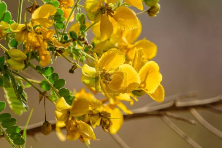 wunderschöne Nahaufnahme der gelben Senna- (Cassia-) Blume.