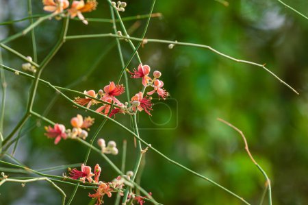 beau gros plan de karira, fleurs d'arbre de kair (Capparis decidua).
