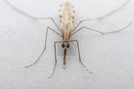 Foto de Micro shot of marsh mosquito or nail mosquito with isolated on white. selective focus. - Imagen libre de derechos