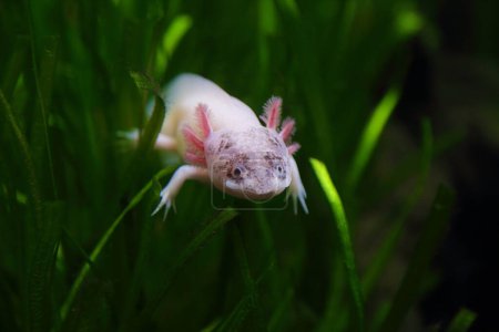 Lindo axolotl rosa (Ambystoma mexicanum)