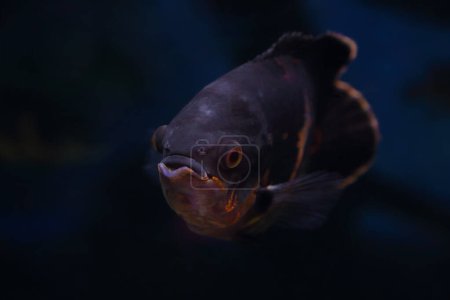 Porträt eines Oscar-Fisches (Astronotus ocellatus) auf schwarzem Hintergrund