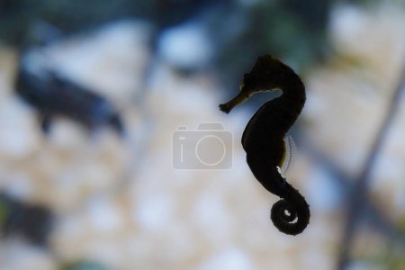 Gegenlicht eines kurzschnauzigen Seepferdchens (Hippocampus hippocampus))