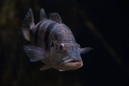 Closeup of Cichla temensis underwater.