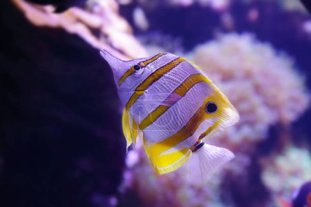 Portrait of a copperband butterflyfish also known as the beaked coral fish (Chelmon rostratus)