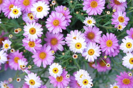 Top view of several pink and white paris daisy marguerite in a garden