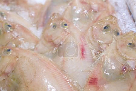 Several Lepidorhombus boscii for sale in a fish market