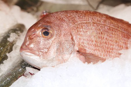 Red porgy (Pagrus pagrus), on ice for sale in a fish shop. 