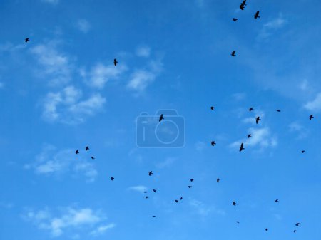 Foto de Beatiful sky and many birds - Imagen libre de derechos