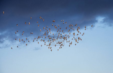 Téléchargez les photos : Pigeons au-dessus de Podunajske Biskupice immobilier à Bratislava, Slovaquie. - en image libre de droit
