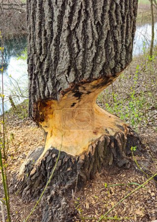 Nibbled tree, beaver-gnawed tree,Slovakia.