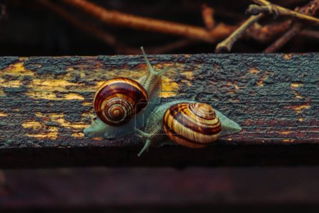 Photo for Snail in a rainy day, from tiny to big, brothers and sisters, beautiful nature - Royalty Free Image