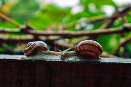Photo for Snail in a rainy day, from tiny to big, brothers and sisters, beautiful nature - Royalty Free Image
