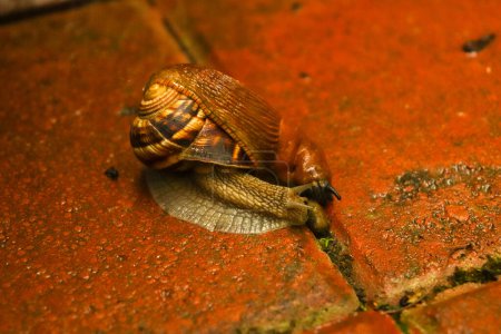 Photo for Limax and snail together on the ground, in a rainy beautiful day - Royalty Free Image