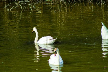 Foto de Cisnes blancos en un río, lago, natación y resplandor, hermosas aves y naturaleza - Imagen libre de derechos