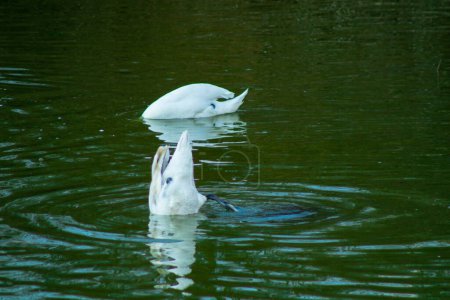 Foto de Cisnes blancos en un río, lago, natación y resplandor, hermosas aves y naturaleza - Imagen libre de derechos