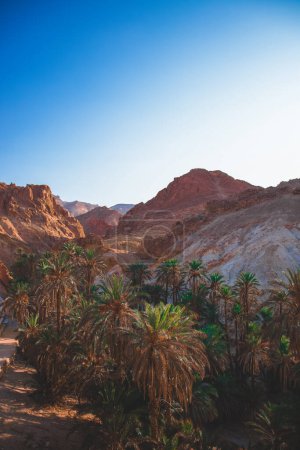 Beautiful oasis in Tunisia, desert, sand, heat and palm trees, beautiful landmark