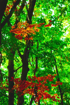 Autumn in the forest, colors of green and yellow leafs and trees, beautiful silence nature