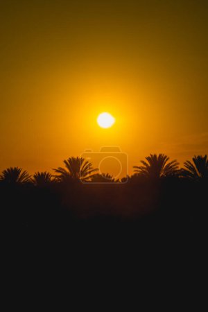 Puesta de sol en el desierto de Túnez, palmeras, hermoso paisaje