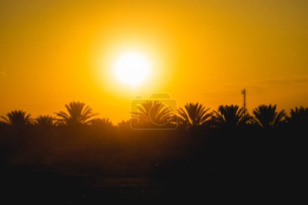 Puesta de sol en el desierto de Túnez, palmeras, hermoso paisaje