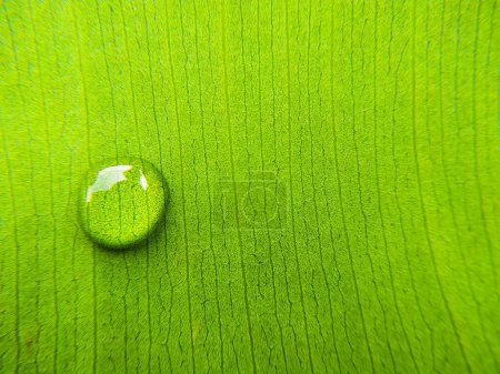 Foto de Gota de agua sobre una hoja verde. Fondo natural. Copiar espacio. - Imagen libre de derechos