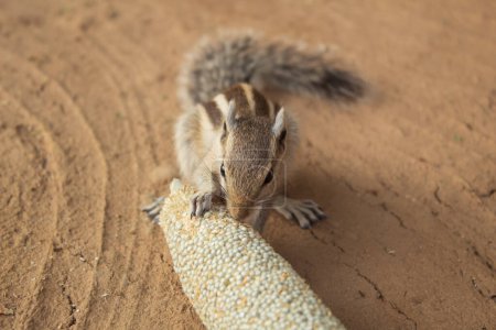 Téléchargez les photos : L'écureuil mange un grain de millet. - en image libre de droit