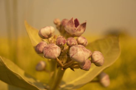 Téléchargez les photos : Gros plan sur Calotropis gigantea flower, Inde. - en image libre de droit
