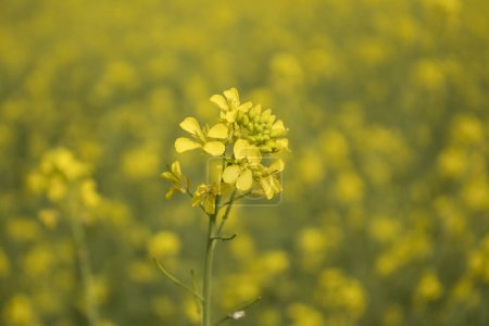 Téléchargez les photos : Fleurs de moutarde en fleurs dans le champ, gros plan. - en image libre de droit