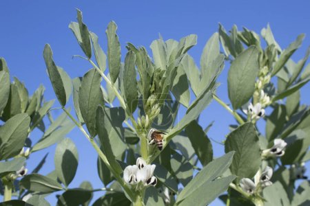 Broad bean (Vicia faba) plant with flowers and a bee