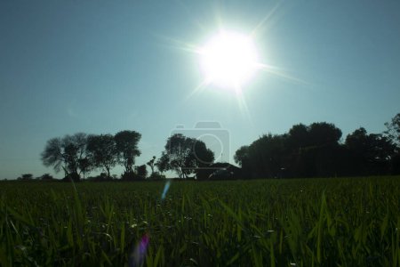 Puesta de sol sobre un campo de plantas de trigo verde y árboles en el fondo