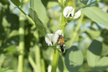 Biene auf einer Blume aus Saubohnen (Vicia faba))