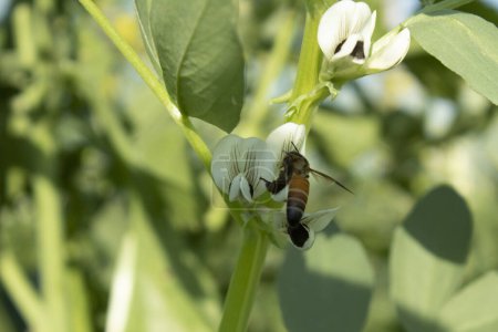 Close-up of a bee pollinating a broad bean flower.