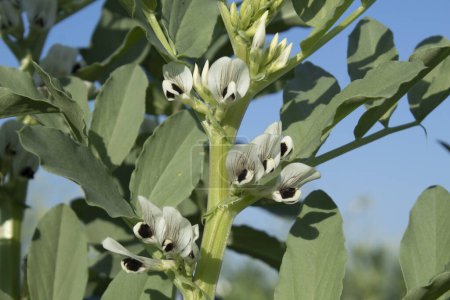 Broad bean (Vicia faba) in the field, close up
