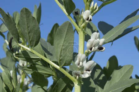 Broad bean (Vicia faba) crece en el campo.
