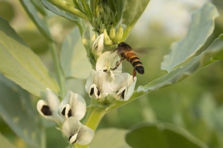 Bee on the flower of a broad bean (Vicia faba)