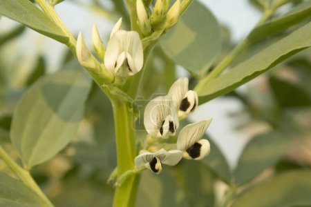 Broad bean flowers in the field, close-up, selective focus
