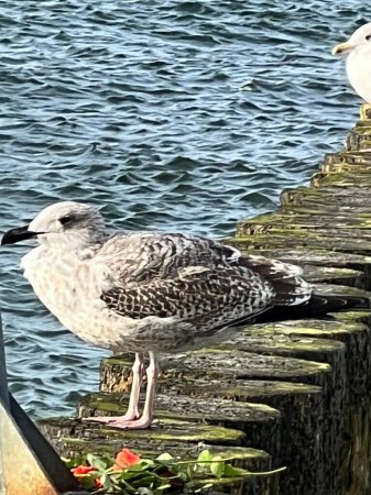 Photo for Baltic sea wooden breakwater standing seagull young saddle, sunny day blue sky - Royalty Free Image