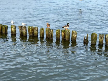 Photo for Baltic sea wooden breakwater seagulls and wild duck on a sunny day - Royalty Free Image