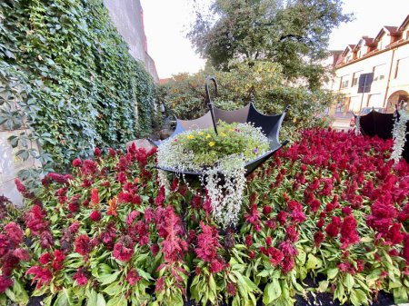 green leaves, burgundy flowers Celosia pinnate growing in flower bed plants hanging from decorative umbrella