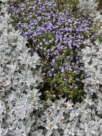 Foto de Una planta ornamental de la familia Asteraceae, hojas verdes, flores púrpuras - Imagen libre de derechos