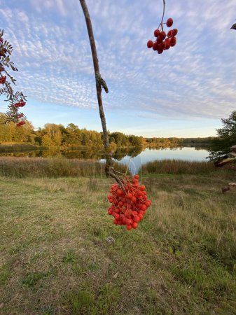 un manojo de ceniza roja madura en otoño por embalse