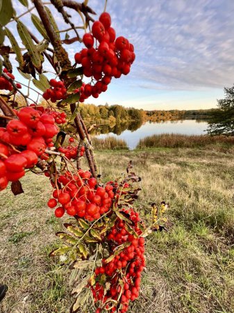 un manojo de ceniza roja madura en otoño por embalse