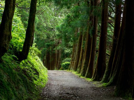 Sentier panoramique sous les arbres verts avec une atmosphère mystérieuse