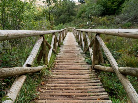 Malowniczy most w lesie dzikiej przyrody