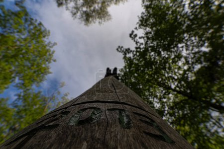 Téléchargez les photos : Vue vers le ciel du mât totémique vieilli parmi les arbres. - en image libre de droit