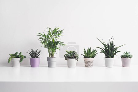Foto de Different home plants on the white background - home gardening and connecting with nature concept - Imagen libre de derechos