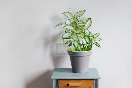 Photo for Dieffenbachia or Dumb cane plant in a gray flower pot on a gray table in daylight room, home gardening and connecting with nature - Royalty Free Image