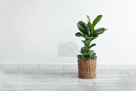 Téléchargez les photos : Accueil plante Ficus Lyrata ou Fiddle Figue dans un pot de fleurs en osier dans la pièce sur le fond clair, intérieur moderne minimal avec espace de copie - en image libre de droit