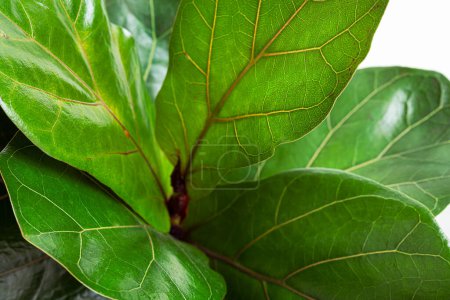 Foto de Hojas verdes de Fiddle Fig o Ficus Lyrata planta, primer plano - Imagen libre de derechos